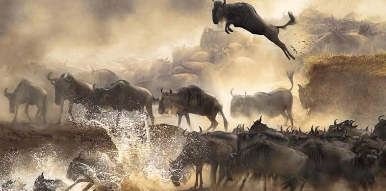 5 Day - Wildebeest migration safari