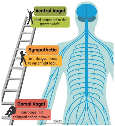 Polyvagal Theory: The Catalyst for Mind-Body Transformation in Coaching and Counseling