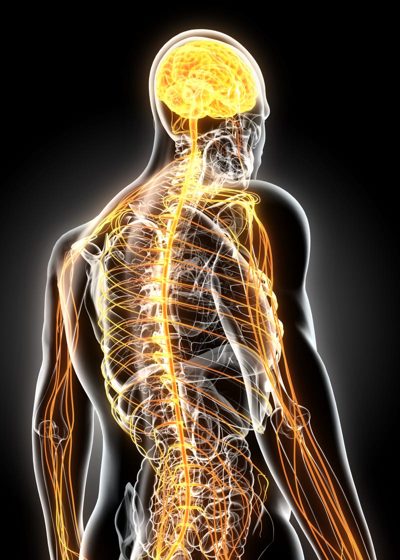 The Human Radar System: Understanding Neuroception, Gut Instincts, and the Hidden Signals That Shape Our Lives
