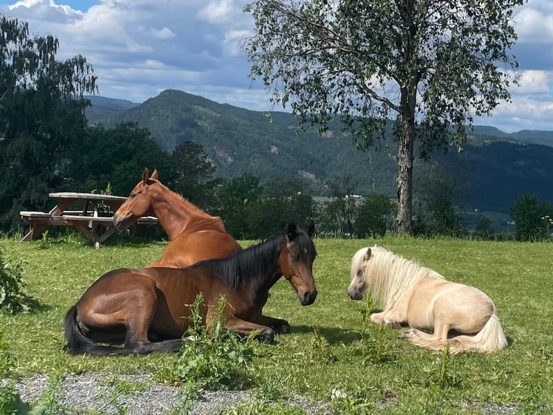 Hesteassistert terapi