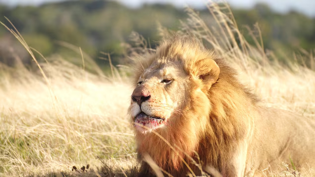 De qui ont peur les animaux sauvages ?  (novembre 2024)