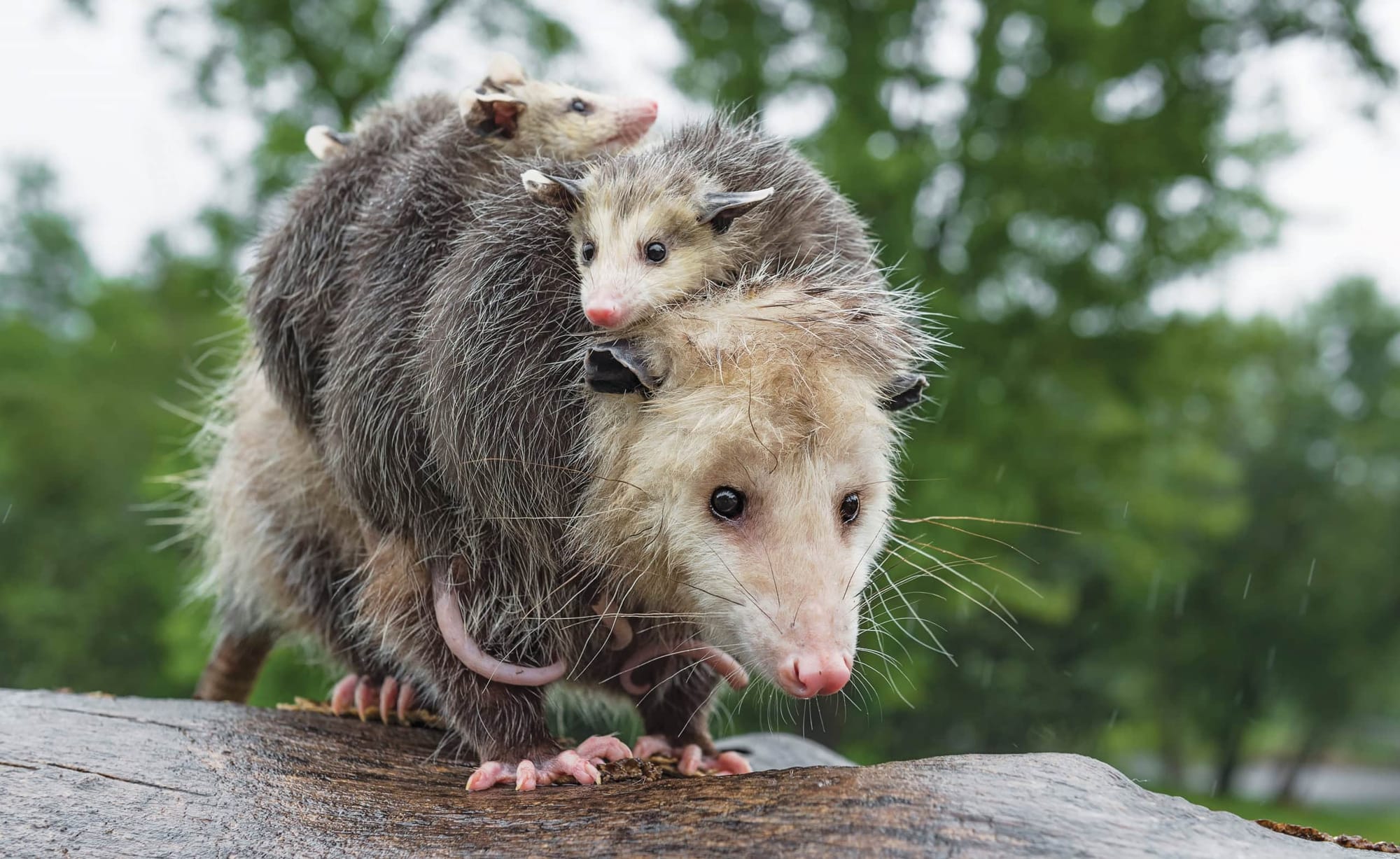 Opossum de Virginie, famille nombreuse. (juin 2025)