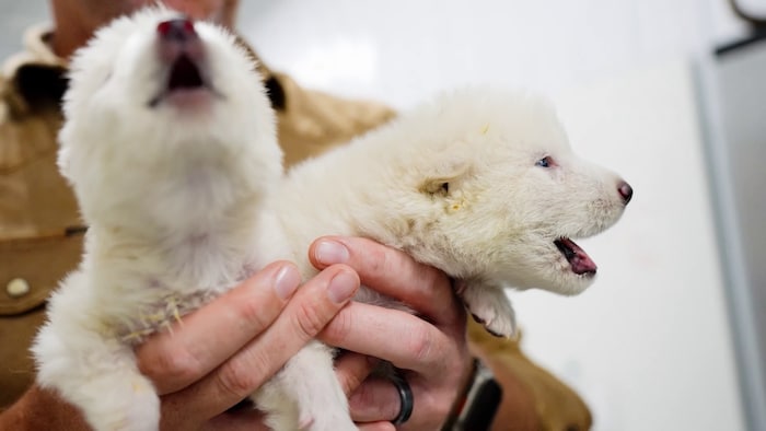 La désextinction : ressusciter des espèces éteintes / janvier 2026