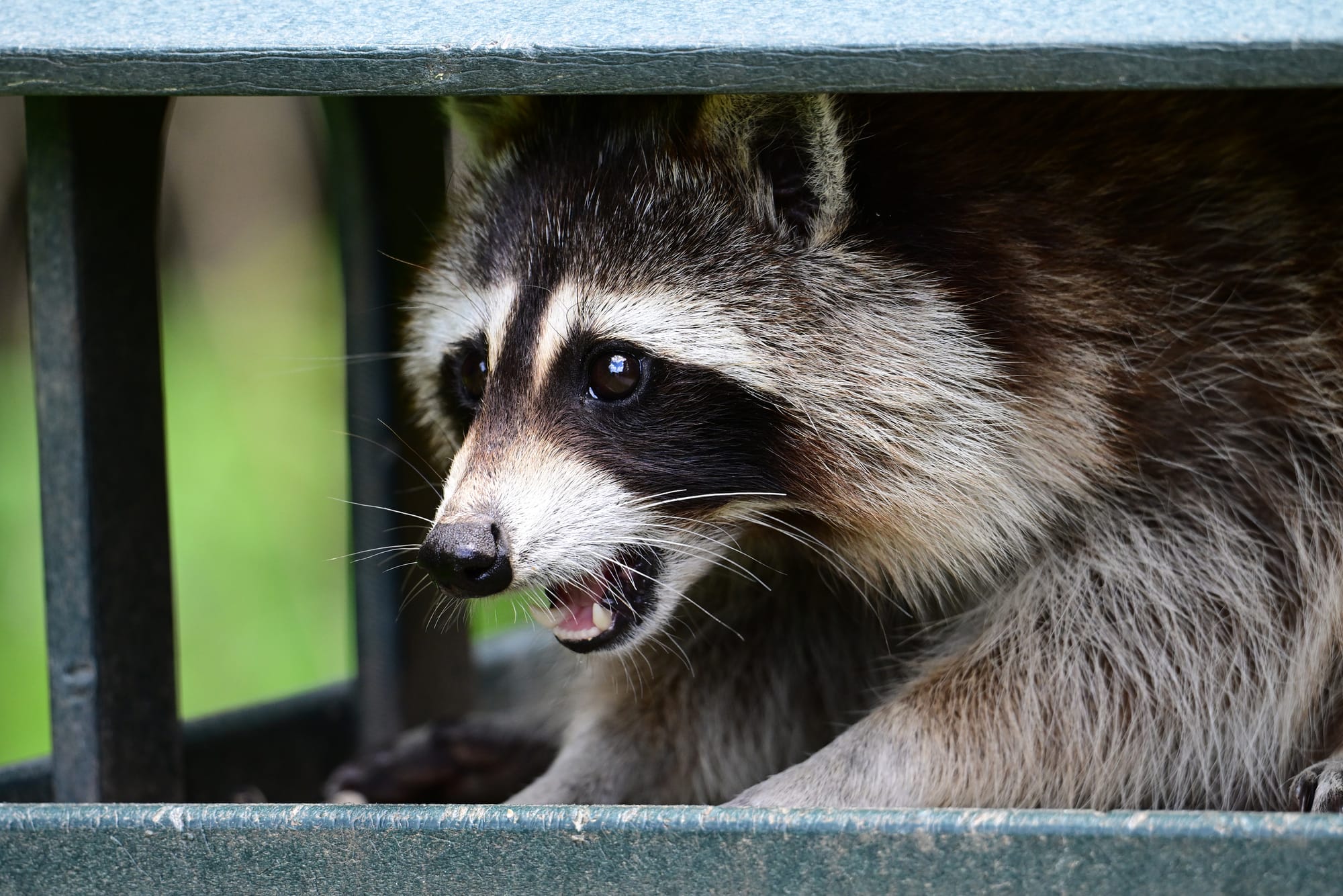 Lutte contre la rage du raton laveur en Estrie et en Montérégie./Août 2025