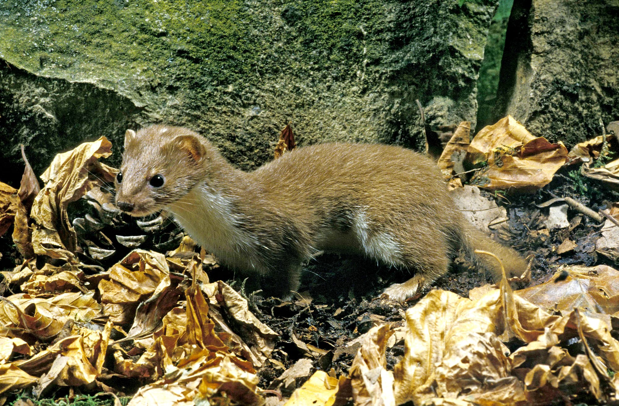 Animaux qui ont disparu en 2025 : espèces et plus encore./Oct. 2025