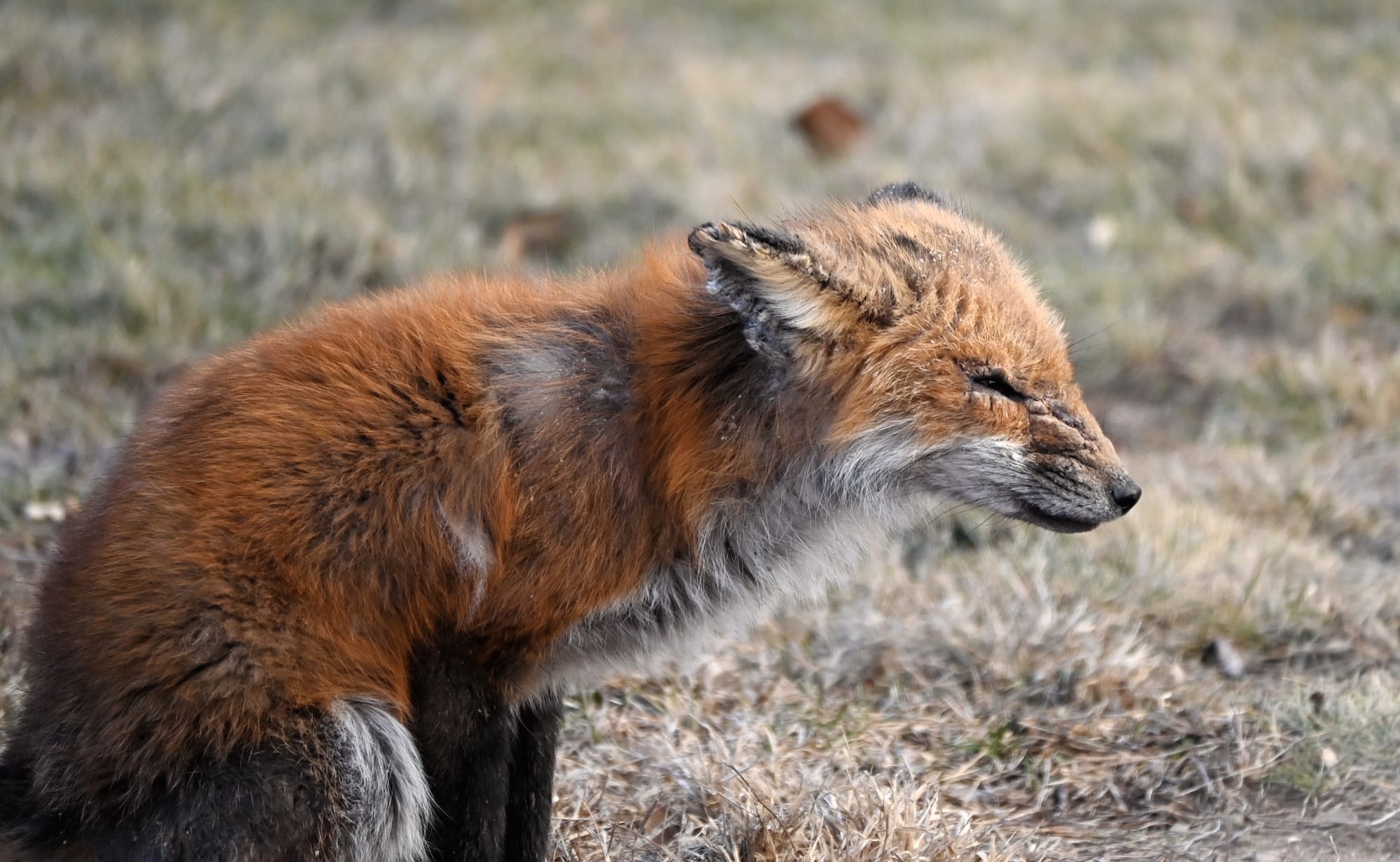 Signaler un raton laveur, une mouffette ou un renard malade ou mort