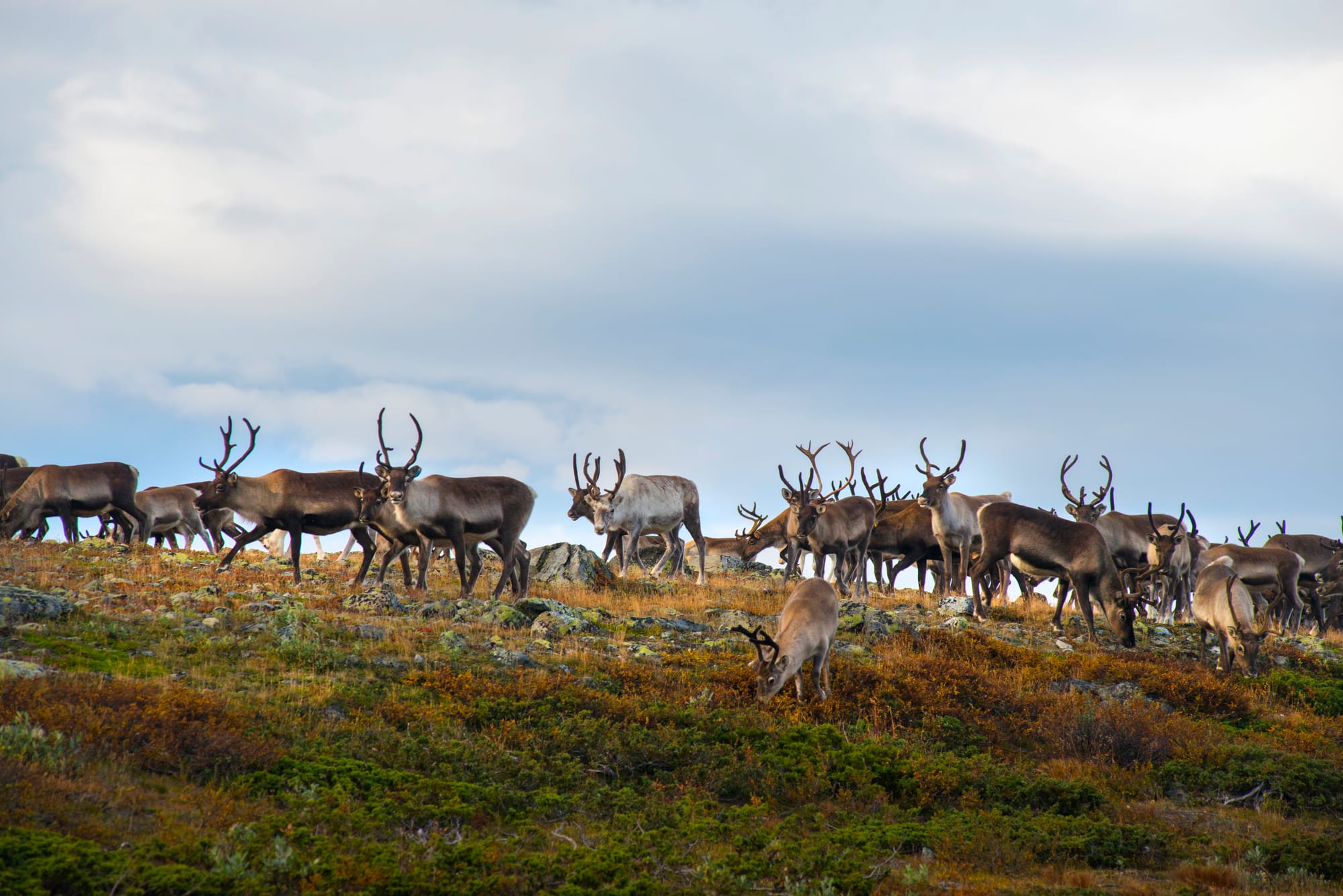 Des hardes de caribous encore en déclin aux T.N.-O., selon un nouveau rapport/Nov.2025