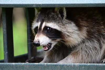 Lutte contre la rage du raton laveur en Estrie et en Montérégie./Août 2025