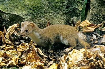 Animaux qui ont disparu en 2025 : espèces et plus encore./Oct. 2025