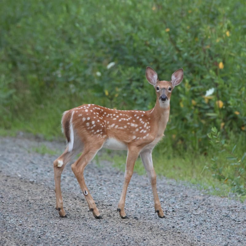 Cerf de virginie