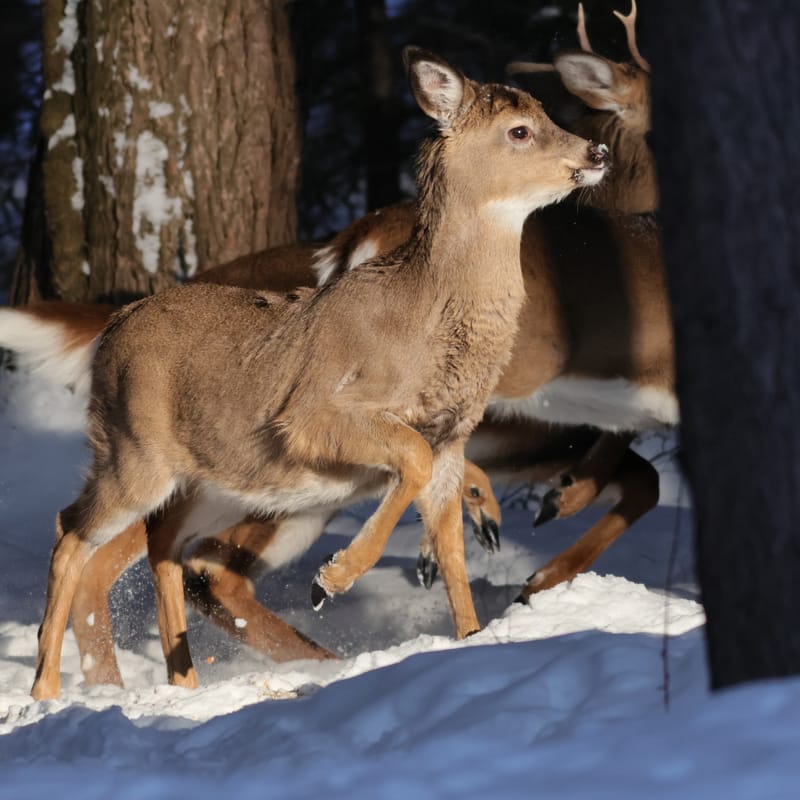 Cerf de virginie