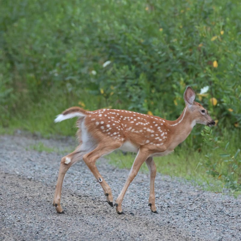 Cerf de virginie