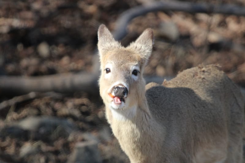 Cerf de virginie