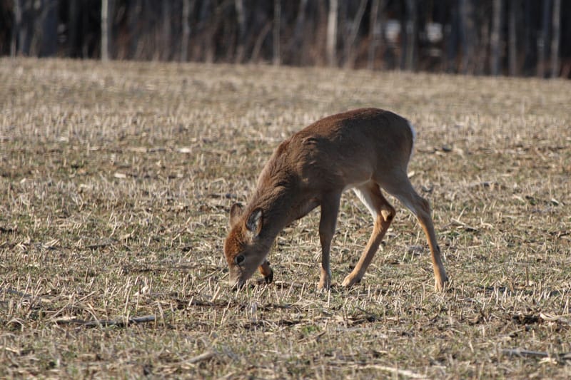 Cerf de virginie