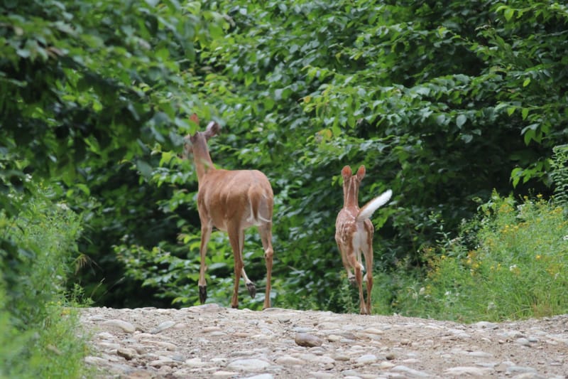 Cerf de virginie