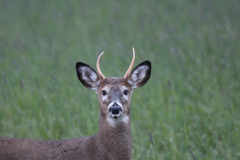 Cerf de virginie