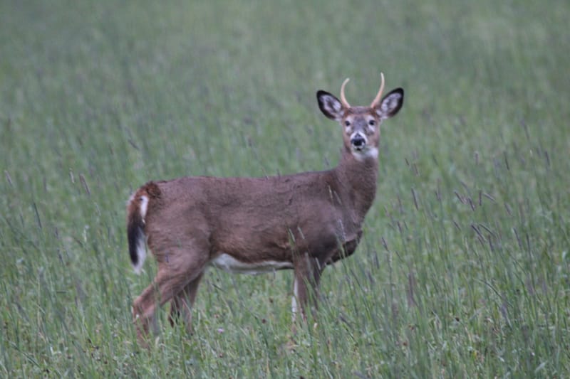 Cerf de virginie