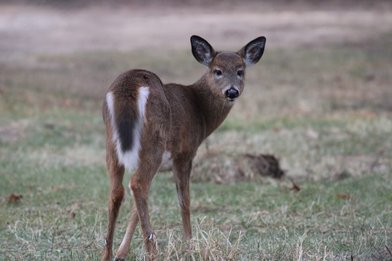 Cerf de virginie