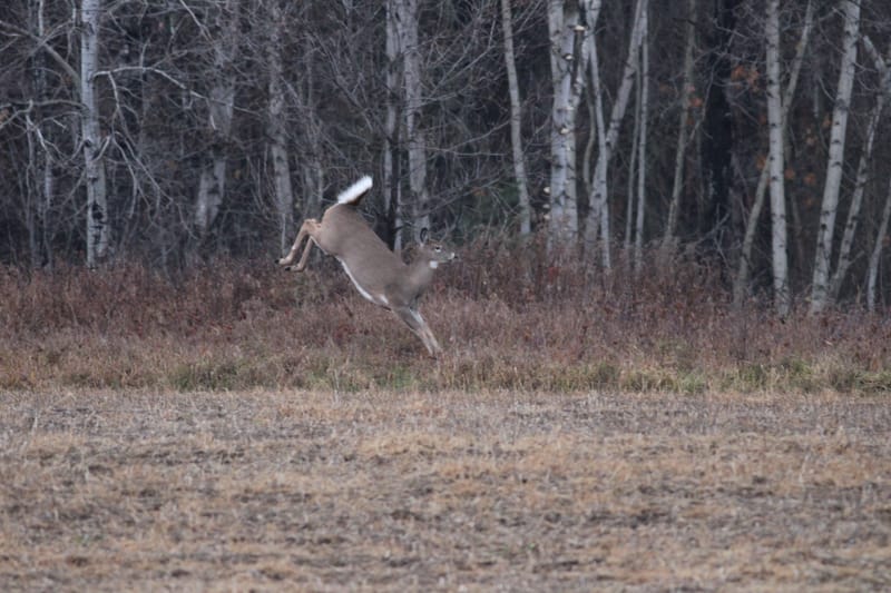 Cerf de virginie