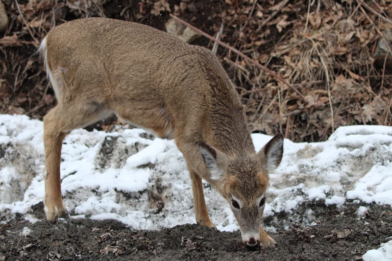 Cerf de virginie