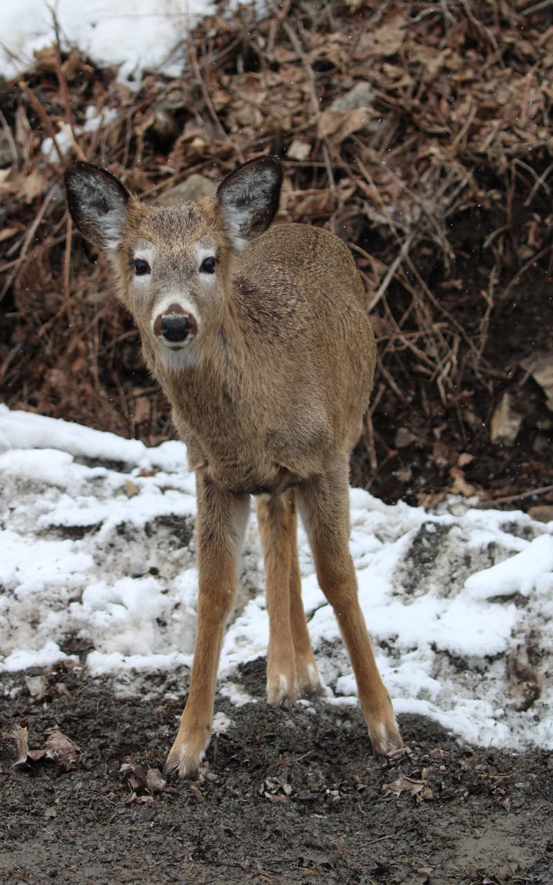 Cerf de virginie