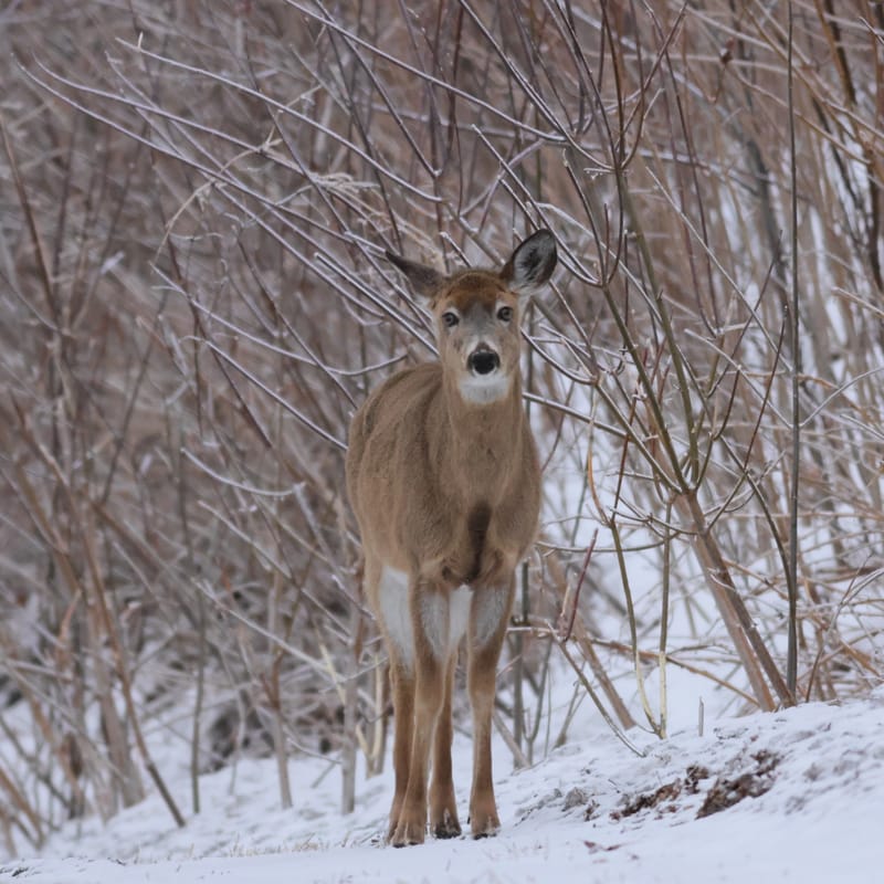 Cerf de virginie