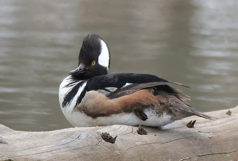 OISEAUX AQUATIQUES