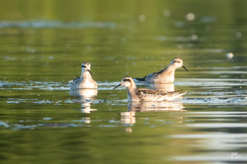 Les nouveautés aviaires à Laval en 2025/Fév.2026