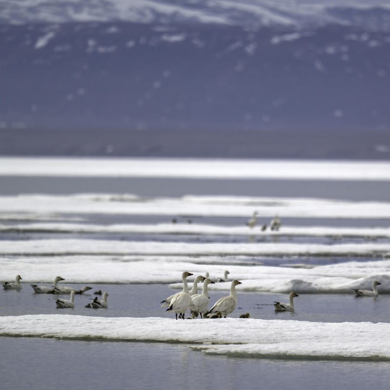 La migration de l'oie des neiges/Mars 2026