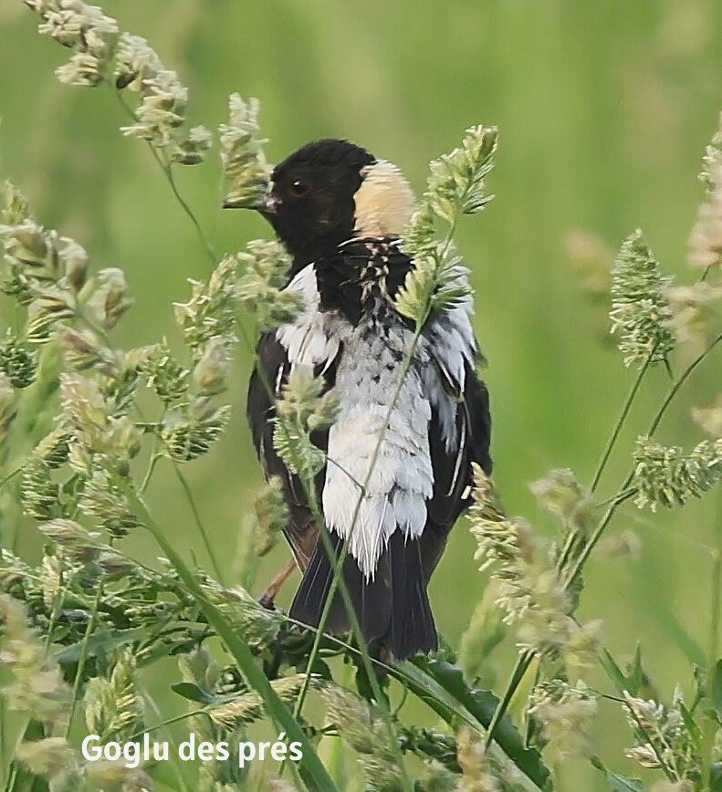 OISEAUX