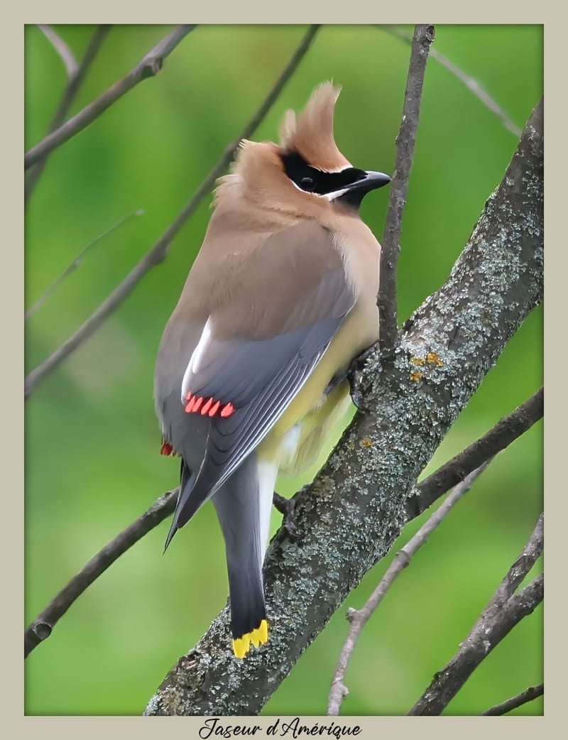 OISEAUX