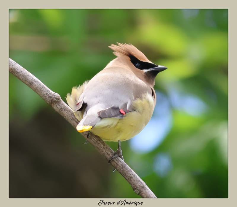 OISEAUX