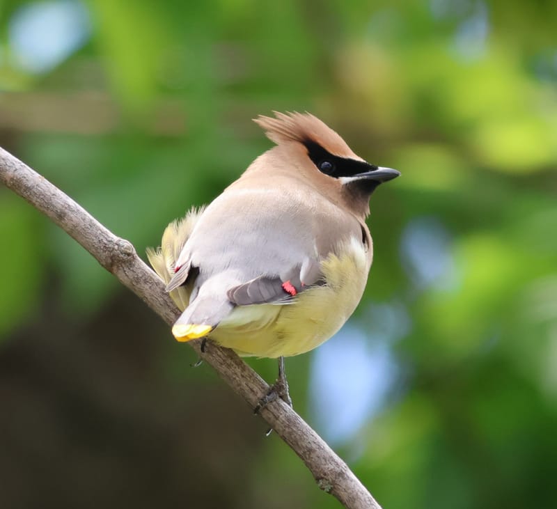 OISEAUX