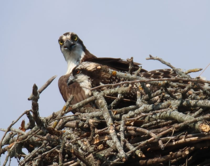 OISEAUX DE PROIE
