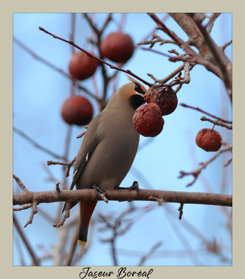 OISEAUX