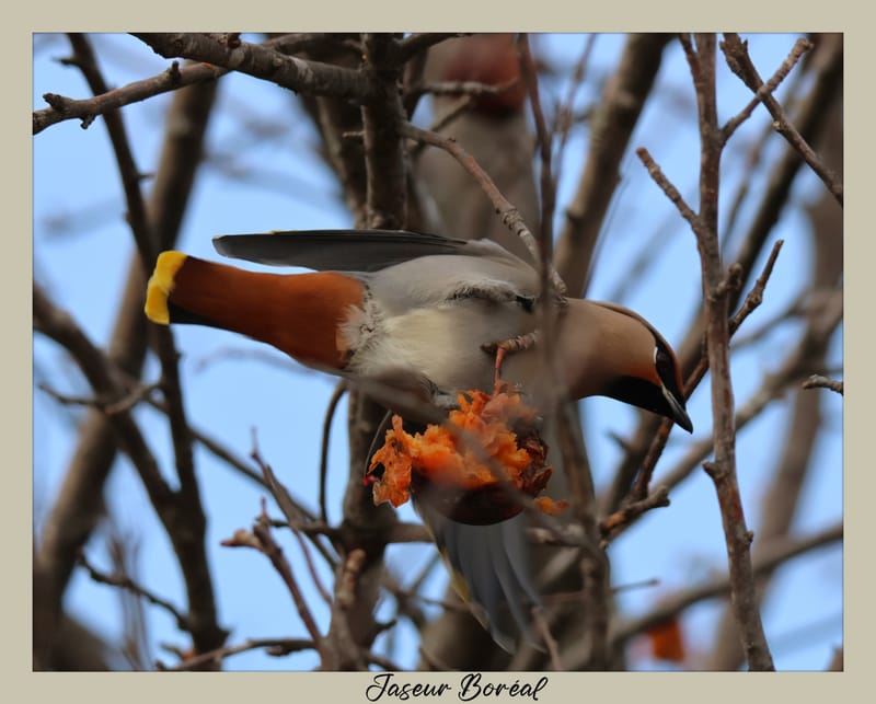 OISEAUX