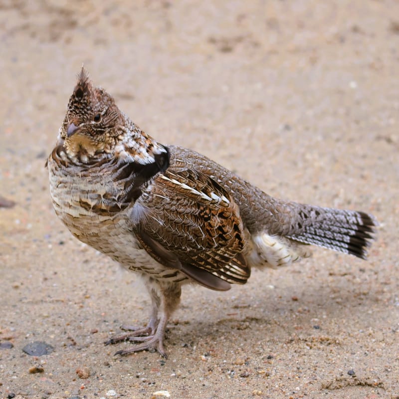 OISEAUX