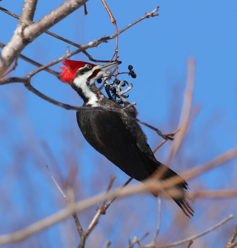 OISEAUX