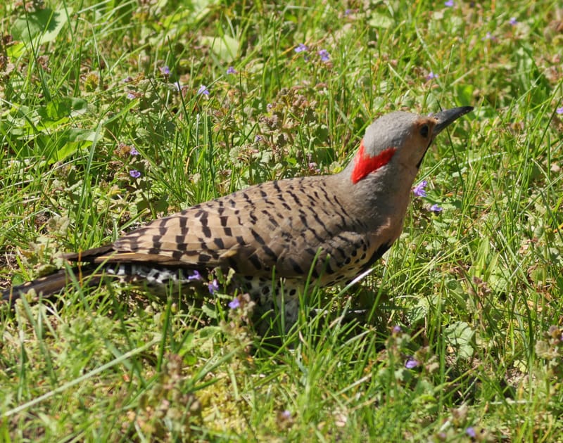 OISEAUX