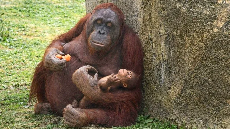 Un orang-outan de Bornéo, une espèce menacée d'extinction, naît au zoo de Madrid
