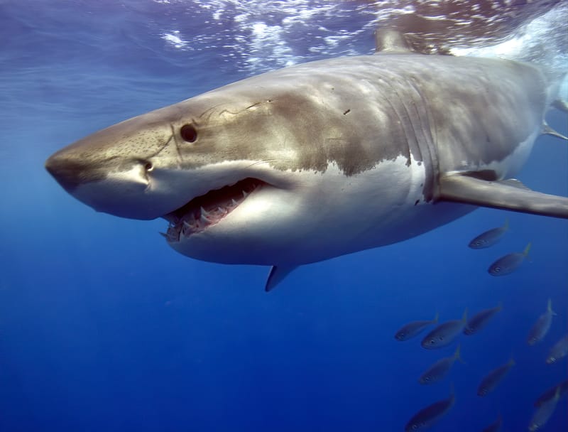 Davantage de requins blancs présents dans le golf du Saint-Laurent/Août 2025