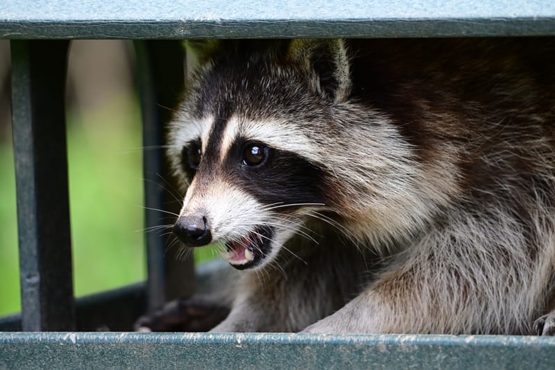 Lutte contre la rage du raton laveur en Estrie et en Montérégie./Août 2025
