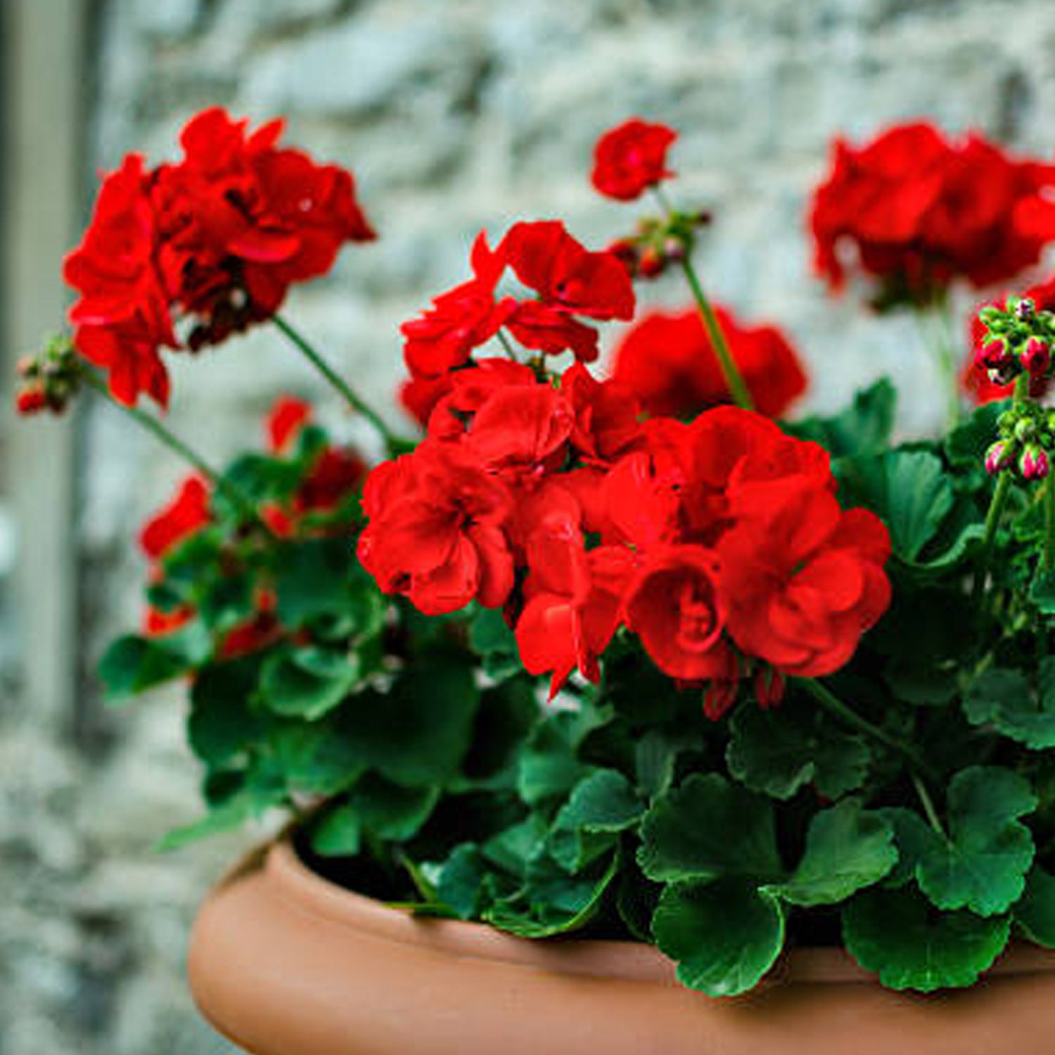 Muscate Pelargonium - Tuberosa Polianthes Shop