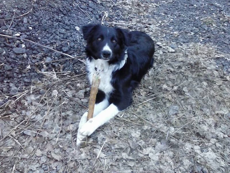 Bachblüten für Tiere