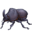 🪲