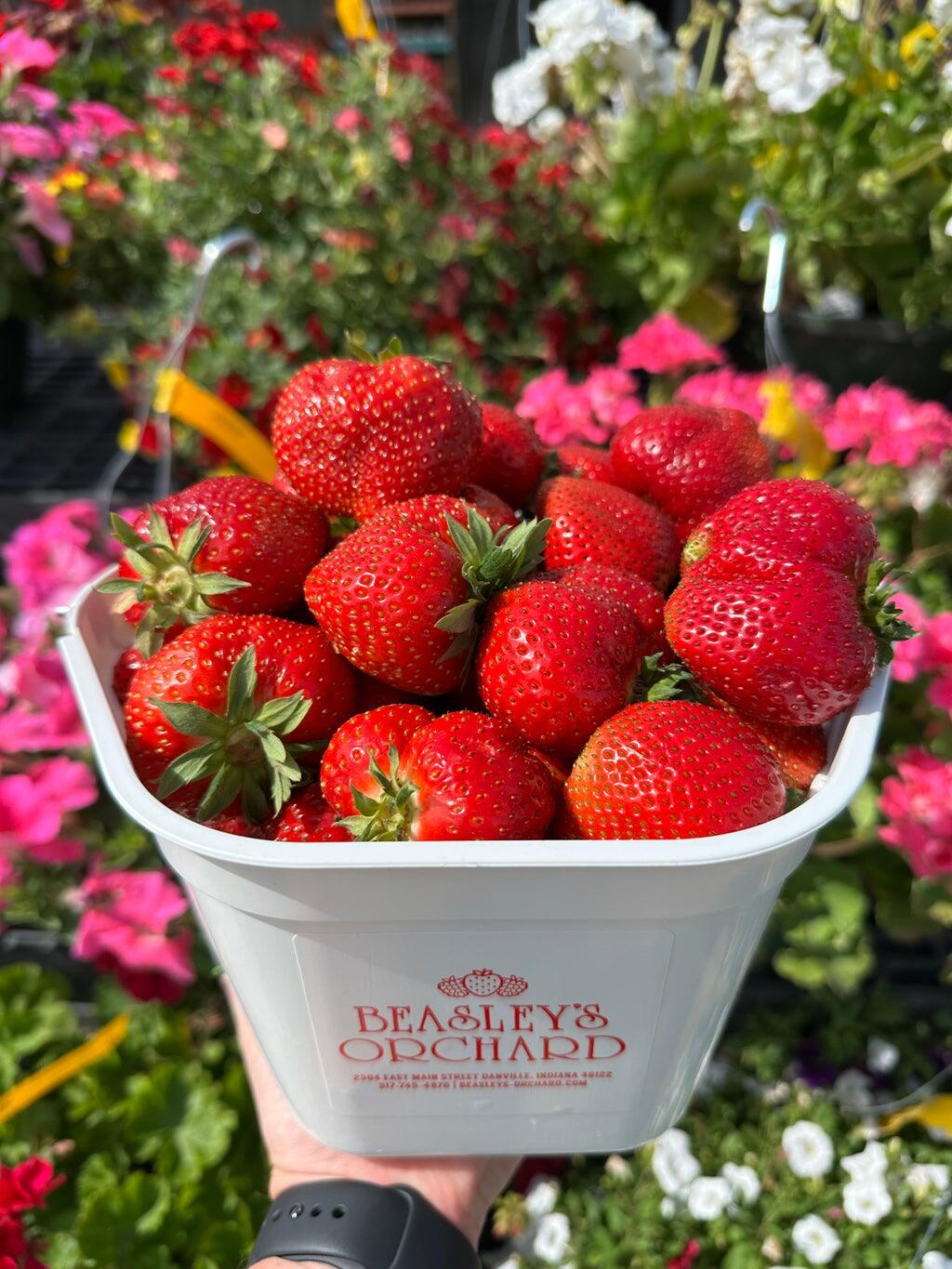 Strawberry Picking Season is Here!