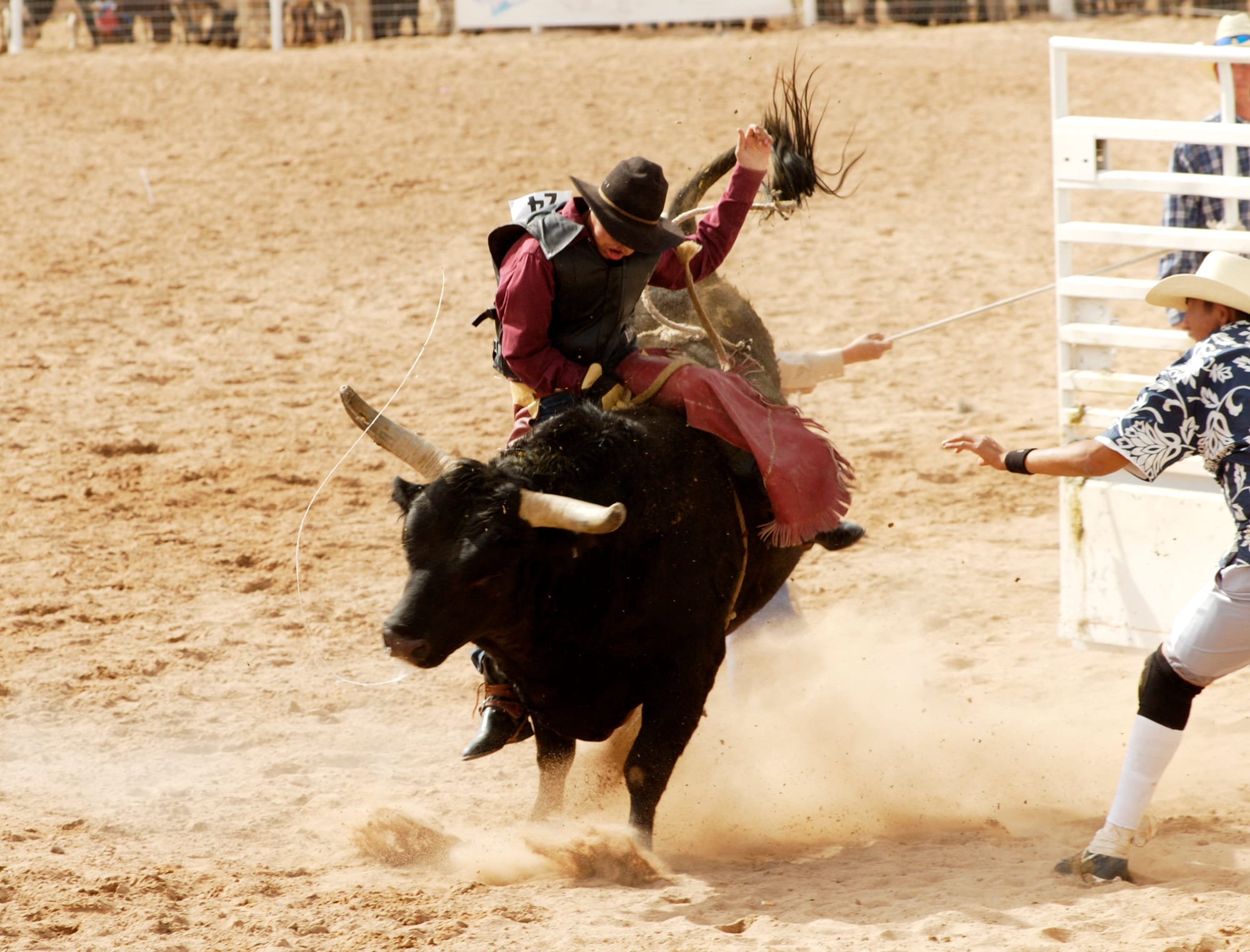 PBR Bucking Bull Takes on INDYCAR Race Car Thursday at IMS