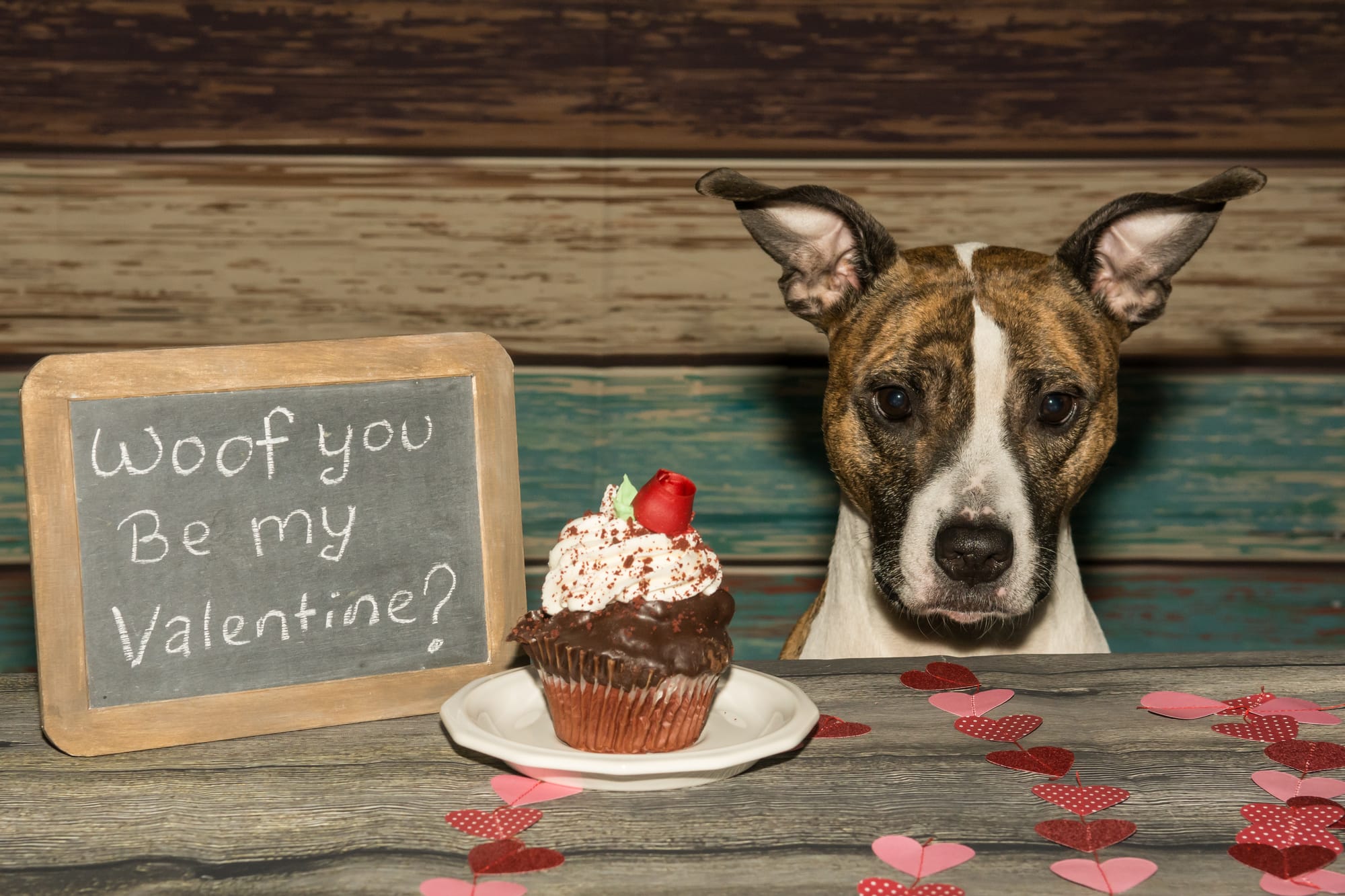 Celebrate Valentine's Day with Your Furry Friend: A Guide to Love!
