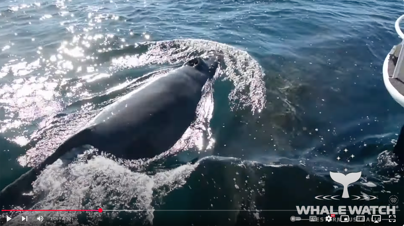 Dolphins and a Protecting Whale Save a Humpback Calf
