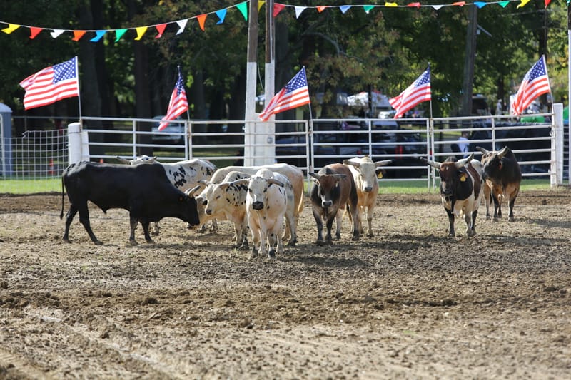 Sponsor the Clermont Lions Club Rodeo!